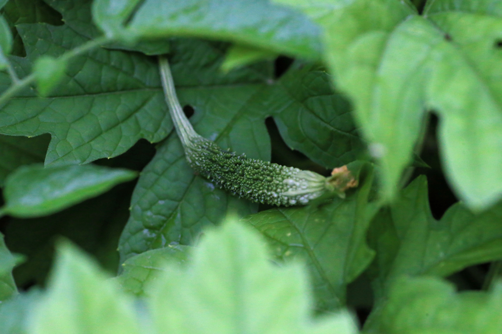 ゴウヤの赤ちゃん