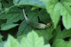 ゴウヤの赤ちゃん