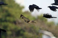 逃げるノスリ君