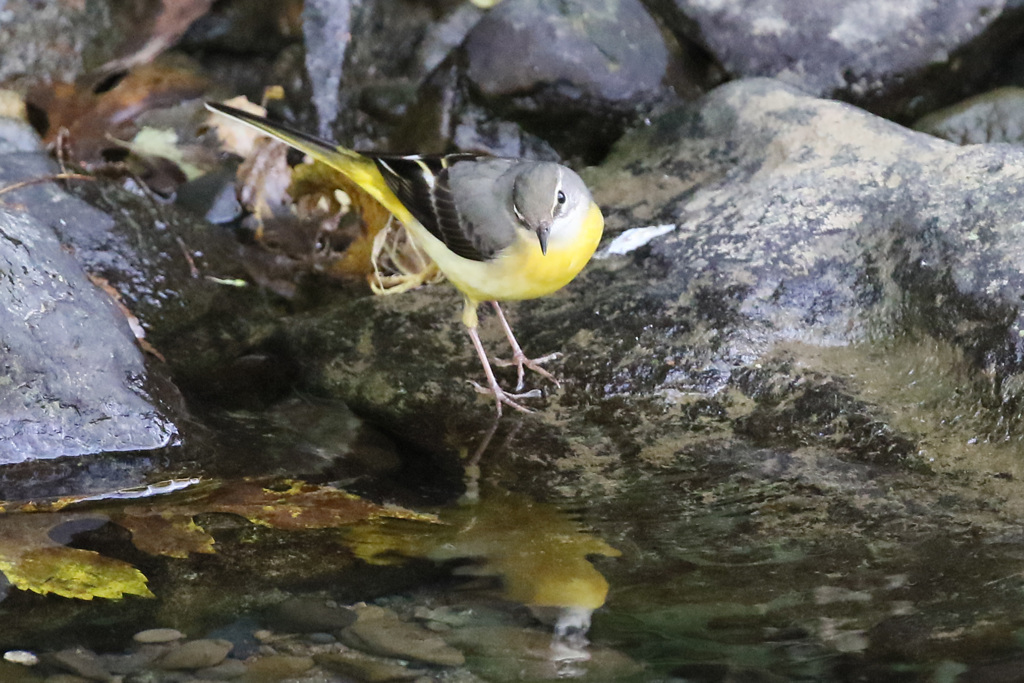 キセキレイポーズ-5