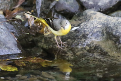 キセキレイポーズ-5