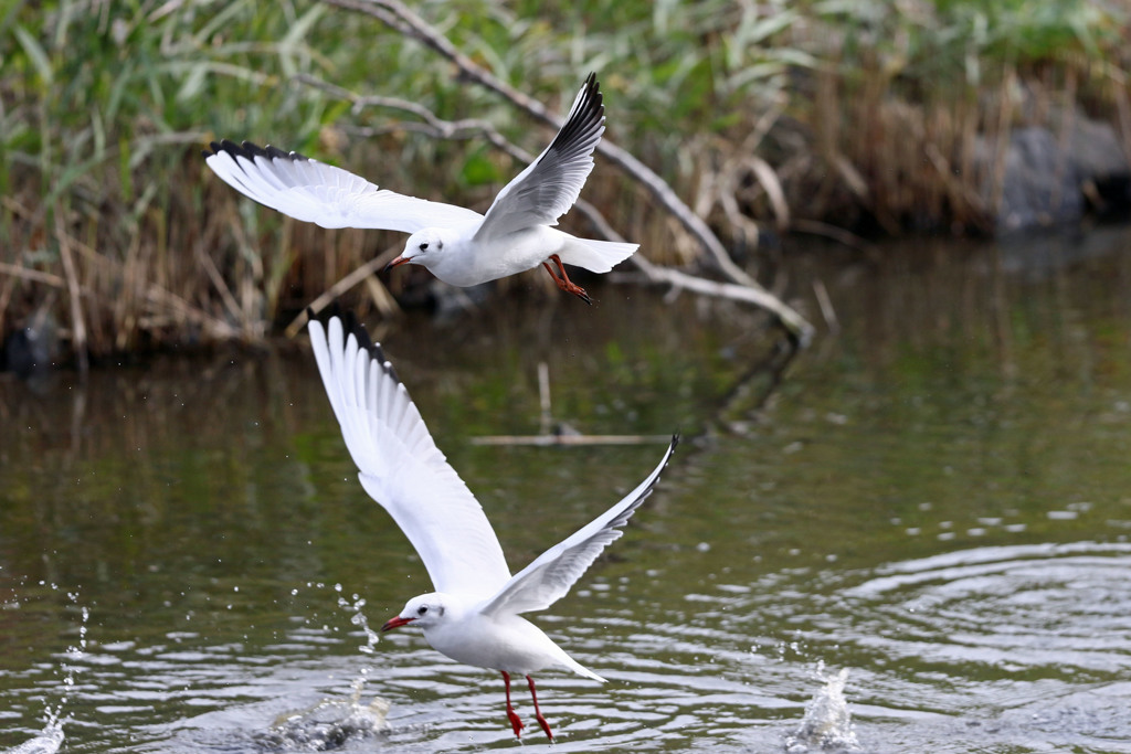 アベック飛び出し