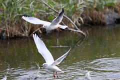 アベック飛び出し