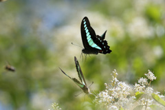 チョウが舞う-4