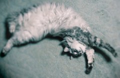 ひねりニャニャちゃん