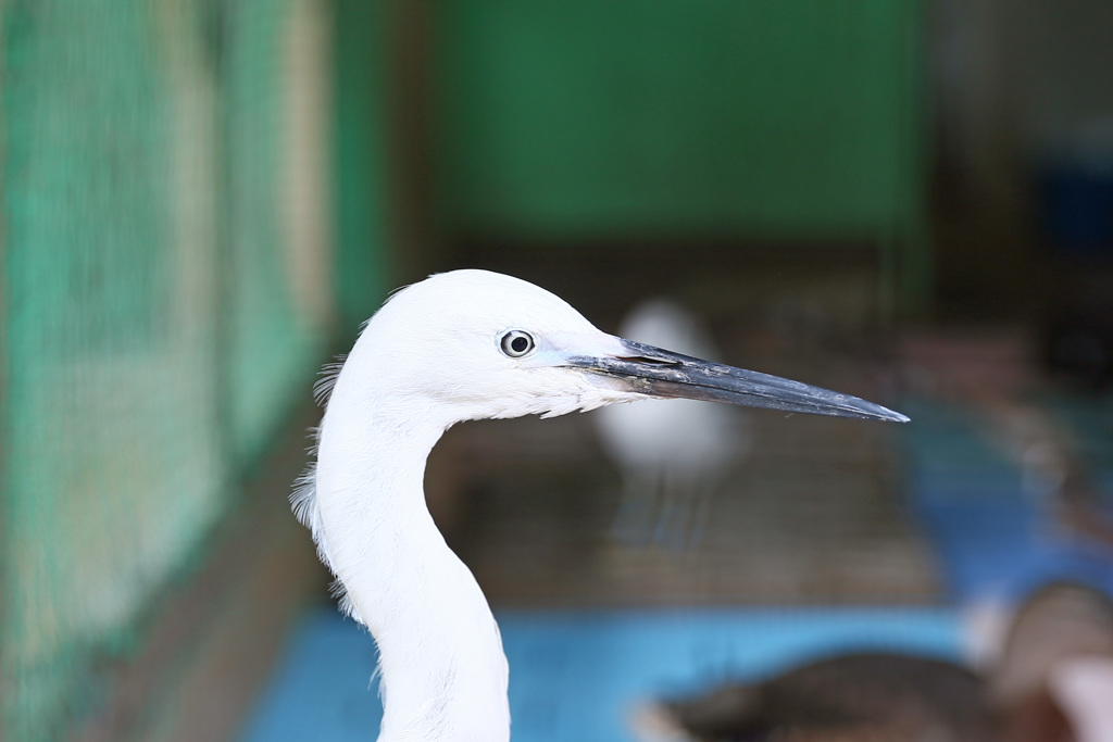コサギポートレート
