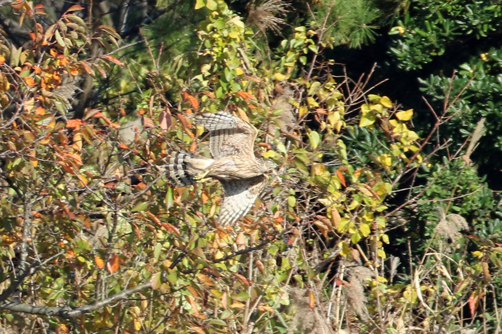 よく見るとオオタカ幼鳥