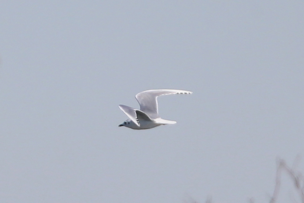 ズぐロカモメ飛ぶ