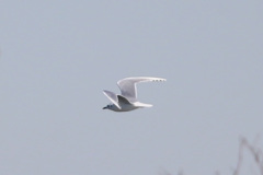 ズぐロカモメ飛ぶ