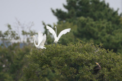 カワウ振り向く