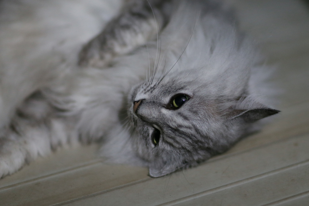 にゃにゃ登場-5