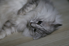 にゃにゃ登場-5