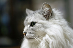 キャノン100ｍｍマクロ-1