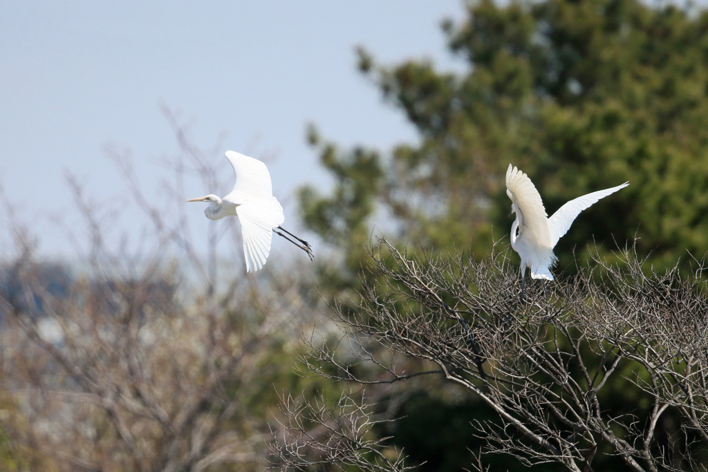 ダイサギ飛び出し