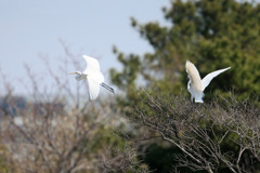 ダイサギ飛び出し
