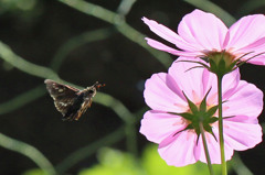 もうちょっとで秋桜よ