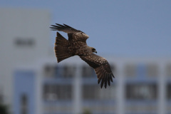 トビの飛び方-2