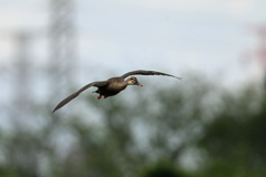 カルガモセーフ