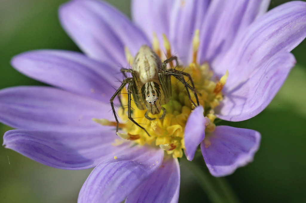 図鑑写真閲覧注意-1