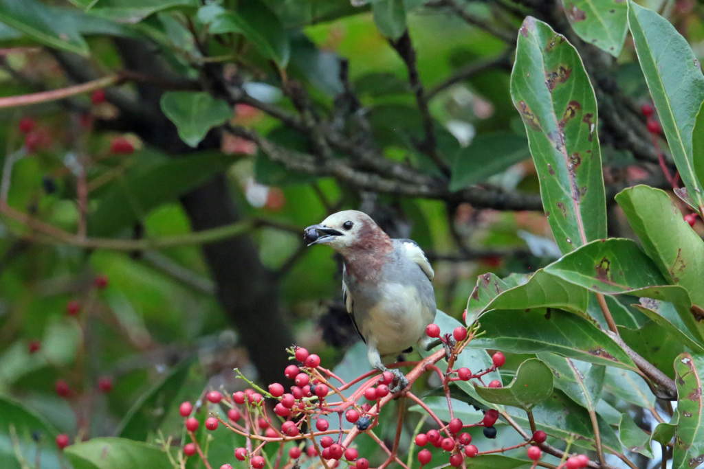 お食事ポーズ-1