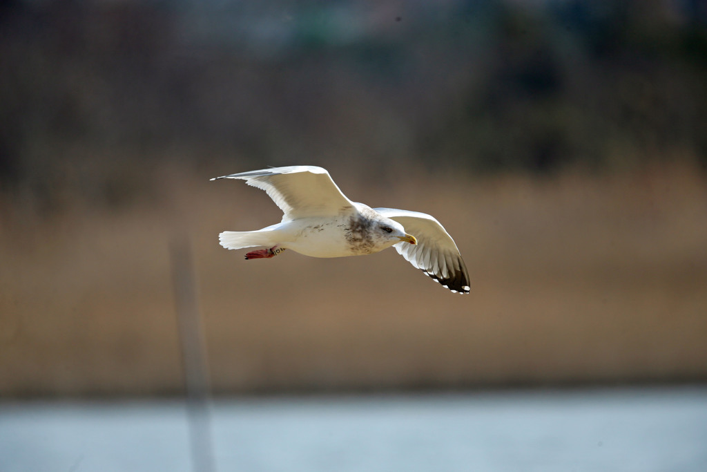 セグロカモメ低空飛行