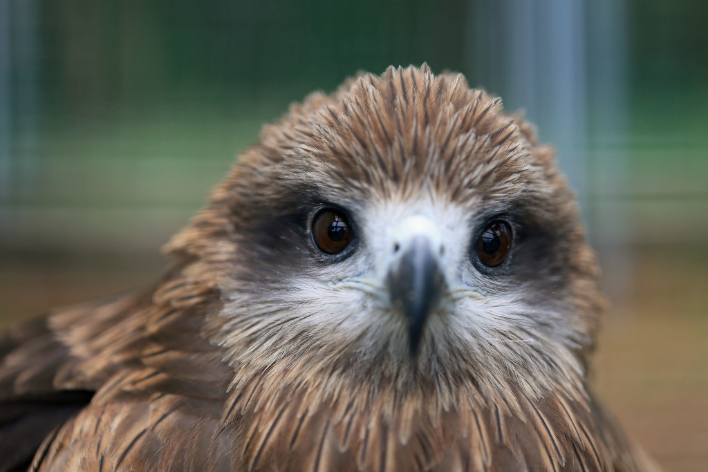 トビさんアップで