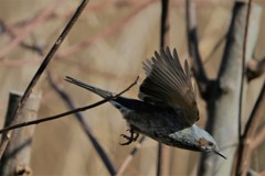 ヒヨドリの飛び方-1