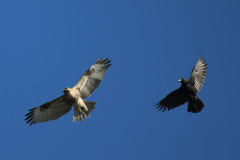 やっぱりカラスが強いのね-1