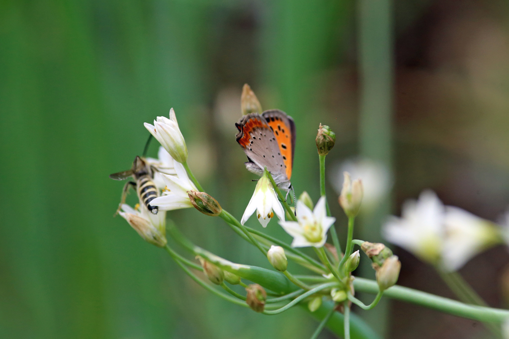 ハチさん蜜うまいかえ