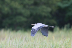 アオサギの飛び方-2