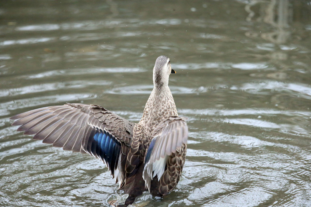 カルガモはばたく