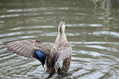 カルガモはばたく