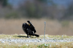 後ろの杭気になりません 後ろの杭気になりません
