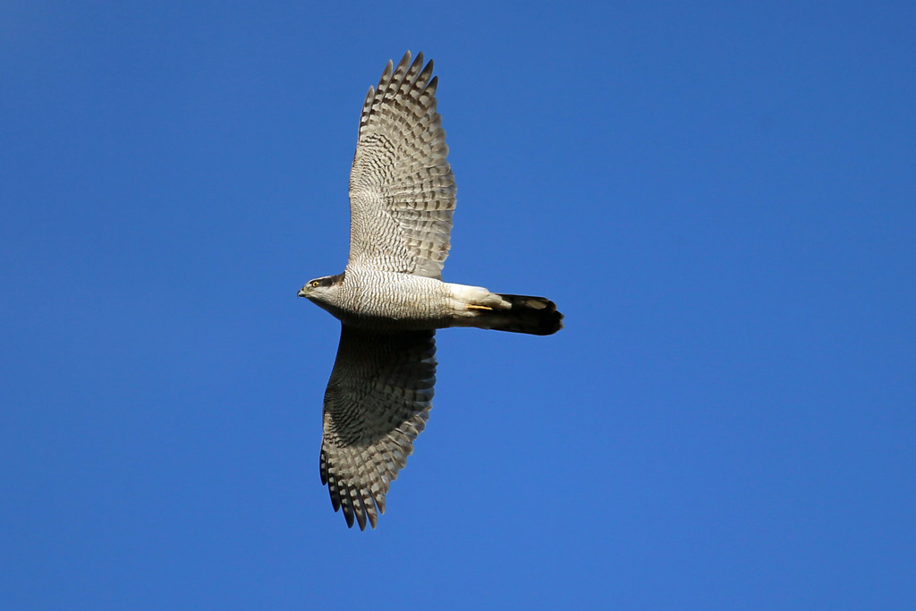 オオタカ定番写真