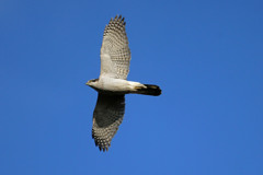 オオタカ定番写真