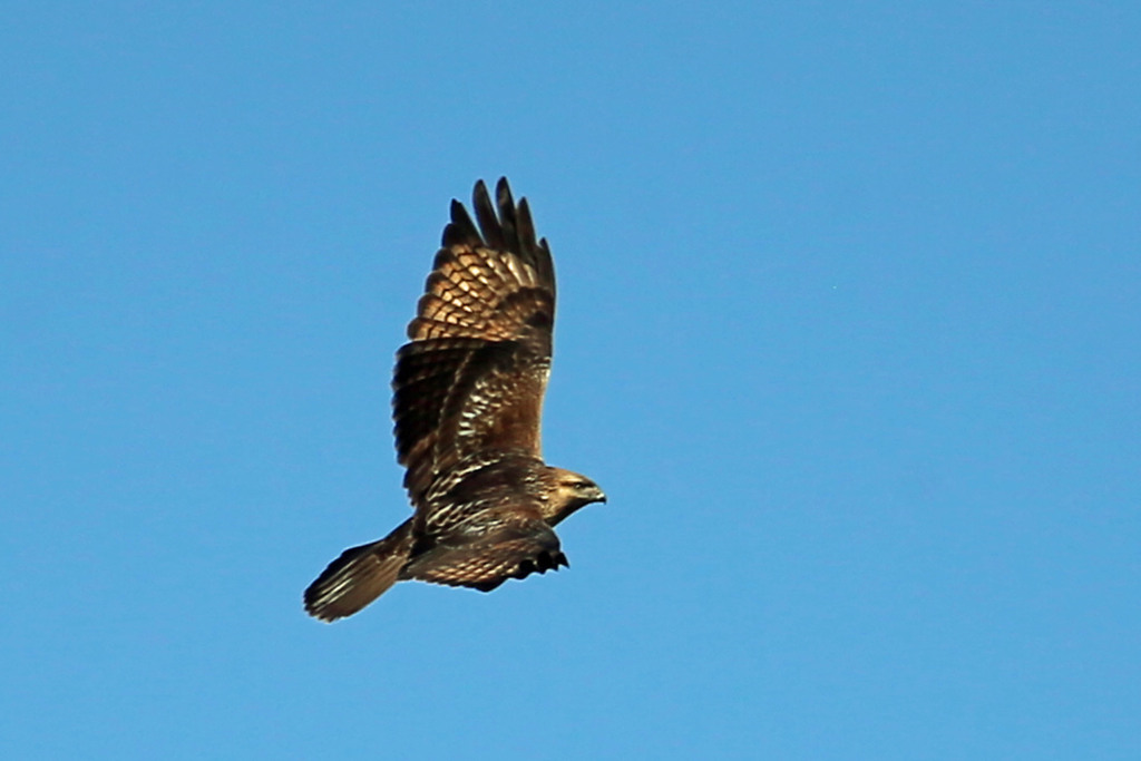 ノスリの飛び方その2