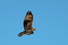 ノスリの飛び方その2