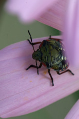 あ～恥ずかしい