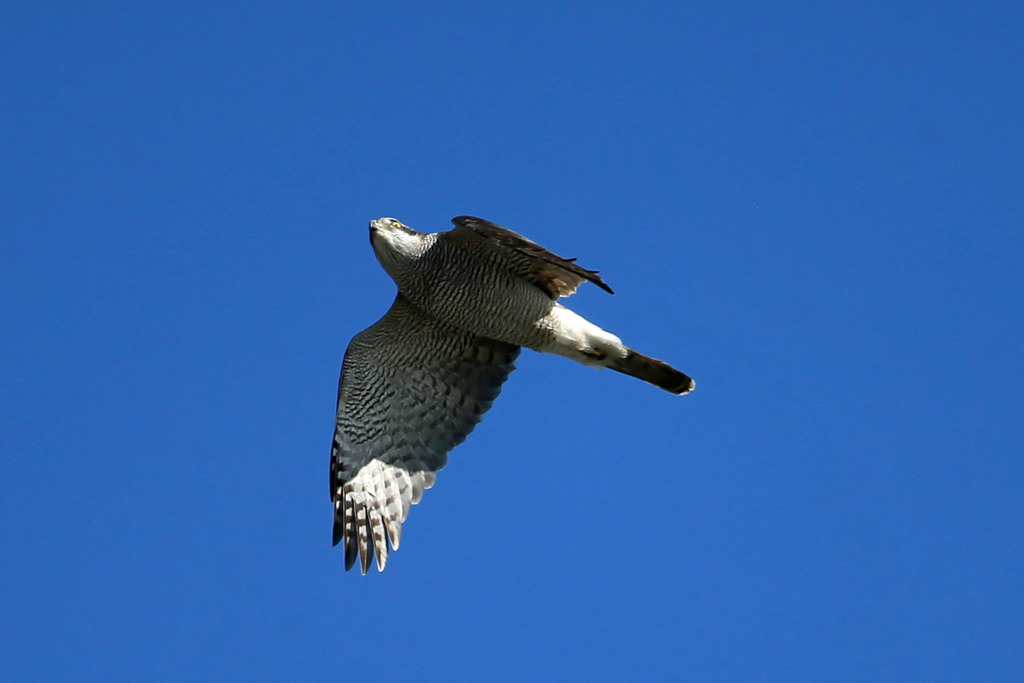 オオタカの飛び方その4