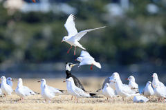 カワウ振り向く