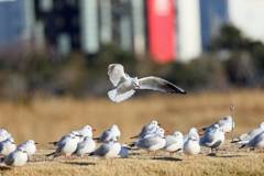 右下の杭気になりません？