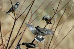 ムクドリの喧嘩-3