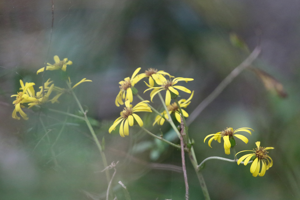 葉っぱの前ボケ