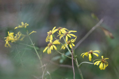 葉っぱの前ボケ