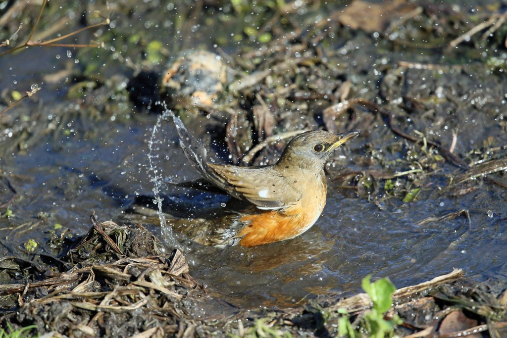 アカハラ水浴びその2