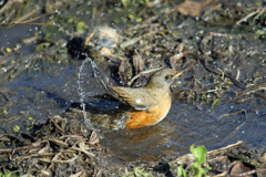 アカハラ水浴びその2