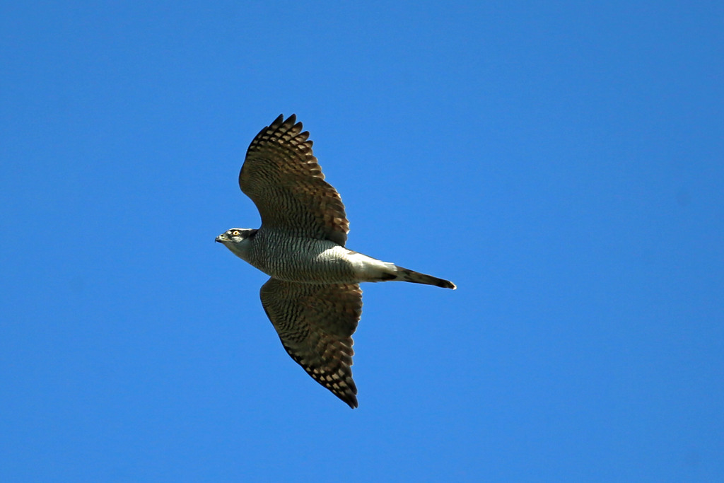 オオタカ成鳥の飛び方その3
