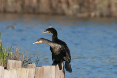 新種頭二つのカワウさん