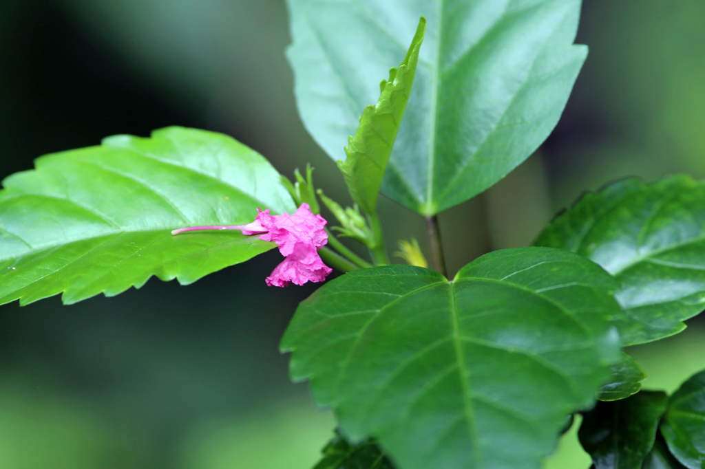 来年も綺麗に咲いてね