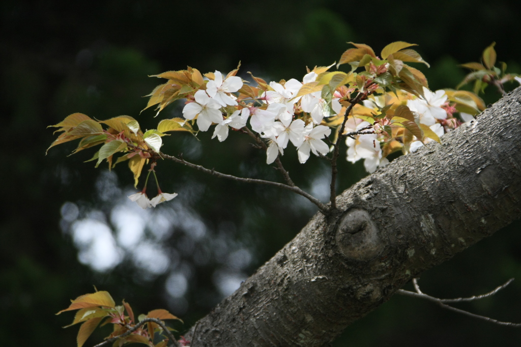 今年最後の桜の花ー2